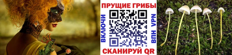 где купить   Динская  Псилоцибиновые грибы ЛСД 